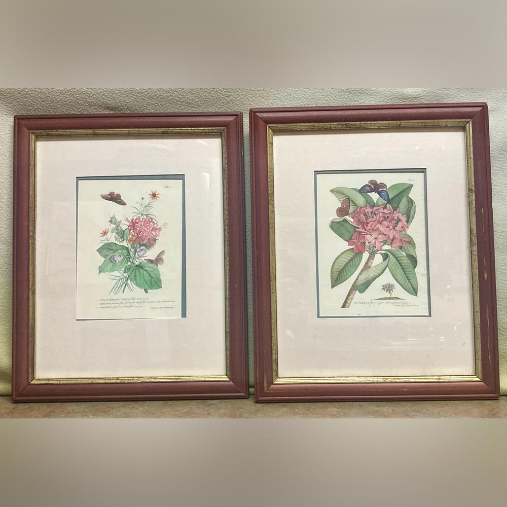 Pair of Botanical Art Solid Wood & Gold Frame 16” x 13”